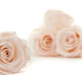 Rose stabilis&eacute;e XL Pink Blush (x6)