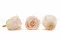 Rose stabilis&eacute;e XL Pink Blush (x6) 6
