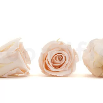 Preserved Rose XL Pink Blush (x6)