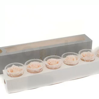 Rose stabilis&eacute;e XL Pink Blush (x6)