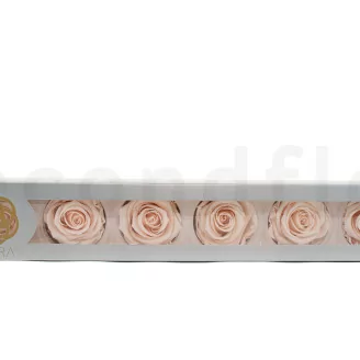Rose stabilis&eacute;e XL Pink Blush (x6)