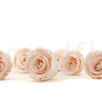 Rosa stabilizzata XL Pink Blush (x6)