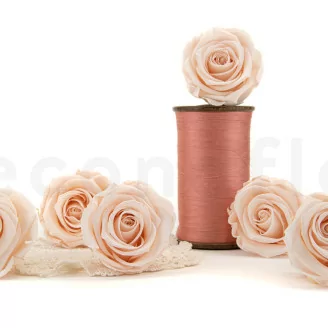 Rose stabilis&eacute;e XL Pink Blush (x6)