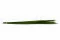 Miscanthus stabilis&eacute; 4