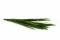 Miscanthus stabilis&eacute; 6
