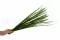 Miscanthus stabilis&eacute; 5