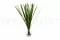 Miscanthus stabilis&eacute; 7