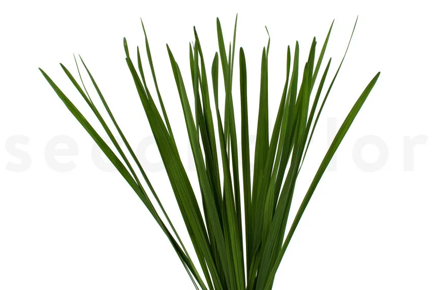 Miscanthus stabilis&eacute;