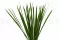 Miscanthus stabilis&eacute; 1