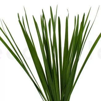 Miscanthus stabilis&eacute;