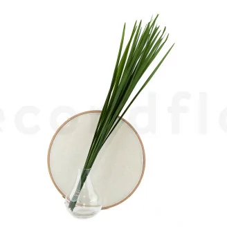 Miscanthus stabilis&eacute;