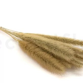 Monkey Tail essiccato (x10)