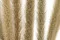 Dried Monkey Tail (x10) 1