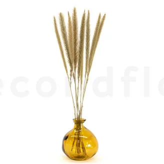 Dried Monkey Tail (x10)