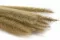 Monkey Tail essiccato (x10) 7