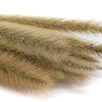 Monkey Tail s&eacute;ch&eacute; (x10)