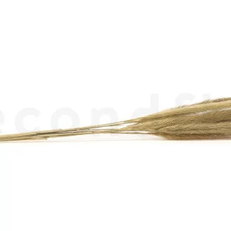 Dried Monkey Tail (x10)
