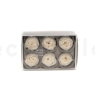Rosa inglese stabilizzata Bianco (x6)