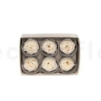 Rose Anglaise stabilis&eacute;e Blanc (x6)