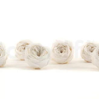 Rose Anglaise stabilis&eacute;e Blanc (x6)