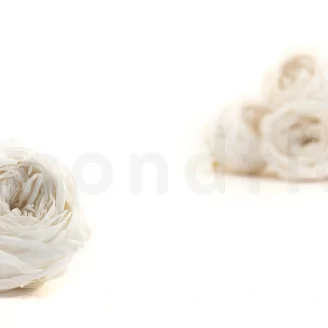 Rosa inglesa preservada Blanco (x6)