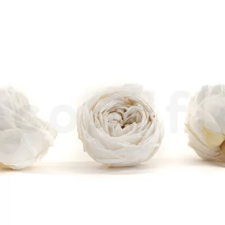 Rosa inglese stabilizzata Bianco (x6)