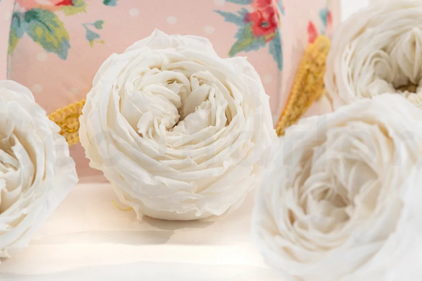 Rose Anglaise stabilis&eacute;e Blanc (x6)