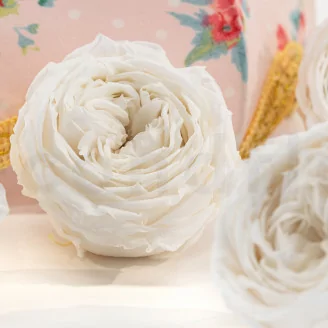 Rose Anglaise stabilis&eacute;e Blanc (x6)