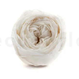 Rose Anglaise stabilis&eacute;e Blanc (x6)