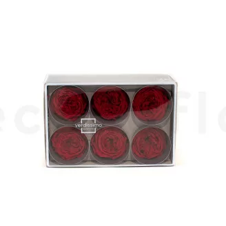 Rosa inglese stabilizzata Rosso (x6)