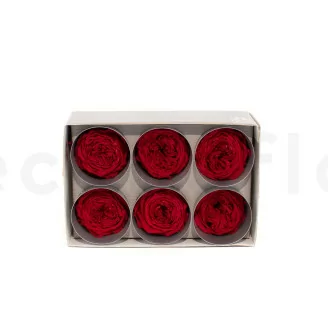 Preserved English Rose Red (x6)