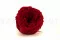 Rosa inglese stabilizzata Rosso (x6) 6