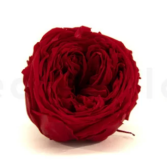 Rosa inglese stabilizzata Rosso (x6)