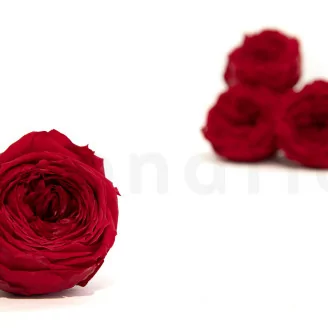 Konservierte Englische Rose Rot (x6)