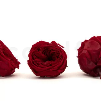 Rosa inglese stabilizzata Rosso (x6)