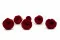 Rosa inglese stabilizzata Rosso (x6) 2