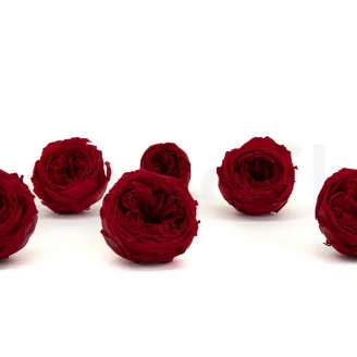 Preserved English Rose Red (x6)