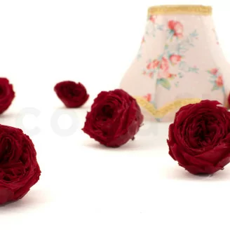 Rosa inglesa preservada Rojo (x6)