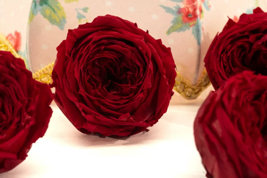 Preserved English Rose Red (x6)