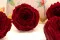 Rose Anglaise stabilis&eacute;e Rouge (x6) 1