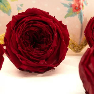 Rosa inglesa preservada Rojo (x6)