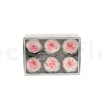 Rosa inglesa preservada Blanco & Rosa pastel (x6)