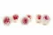 Preserved English Rose White & Pink (x6) 2