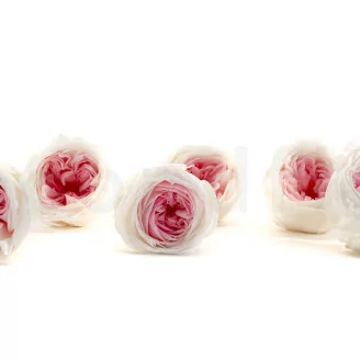 Rose Anglaise stabilis&eacute;e Blanc & Rose (x6)