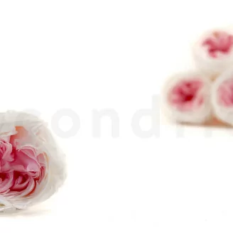 Konservierte Englische Rose Wei&szlig; & Rosa(x6)