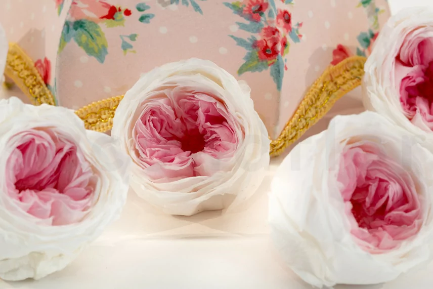 Rose Anglaise stabilis&eacute;e Blanc & Rose (x6)