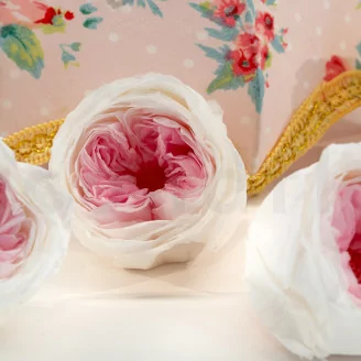 Konservierte Englische Rose Wei&szlig; & Rosa(x6)