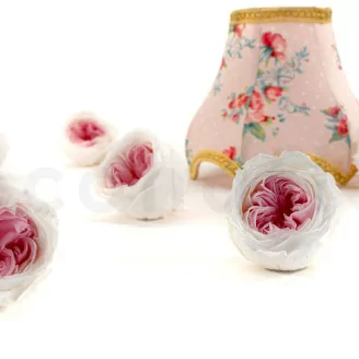 Rosa inglese stabilizzata Bianco & Rosa (x6)