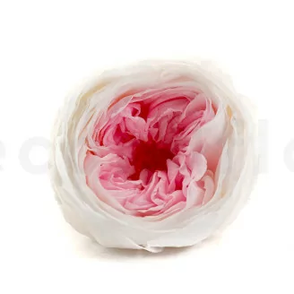 Konservierte Englische Rose Wei&szlig; & Rosa(x6)