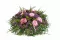 Gardenia stabilizzata Rosa (x3) 10